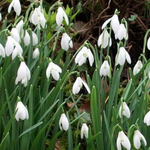 Value Pack 40 Snowdrop Bulbs 'Single White' WPC Prins Quality Spring Bulbs