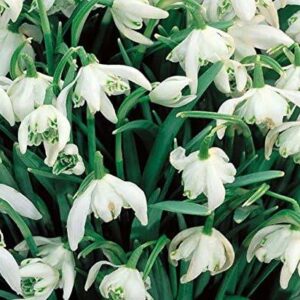 Pack 10 Galanthus Nivalis Double Snowdrops Spring Bulbs