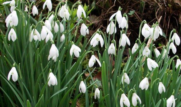 Pack 20 Snowdrop Bulbs 'Single White' WPC Prins Quality Spring Bulbs