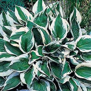 Hosta 'Patriot' Perennial Garden Plug Plants 'Large Plugs' Pack x6