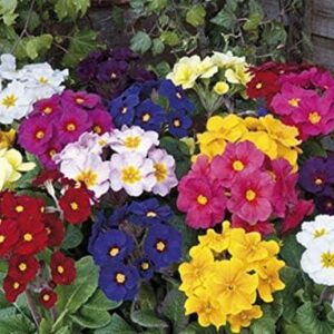 Polyanthus 'Stella Mixed' Perennial Flowering Plug Plants Pack x6