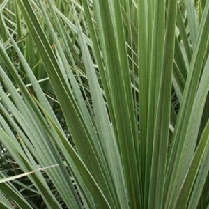 Cordyline Australis XXL Supersize Plug Plants Perennial Pack X3