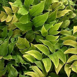 Hardy Fern 'Cyrtomium Fortunei' Plug Plants Pack x6
