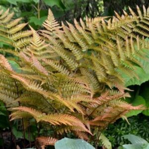 Hardy Fern 'Dryopteris Erythrosora'  LARGE Plug Plants Pack x6