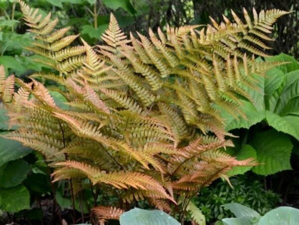 Hardy Fern 'Dryopteris Erythrosora'  LARGE Plug Plants Pack x6