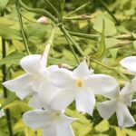 Jasminum Officinale Golden Leaf Jasmine XXL Plug Plants Pack x3