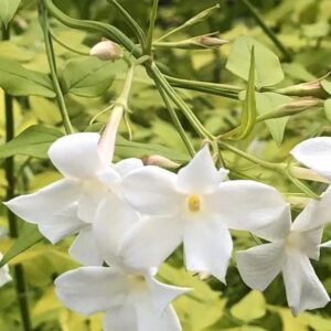 Jasminum Officinale Golden Leaf Jasmine XXL Plug Plants Pack x3