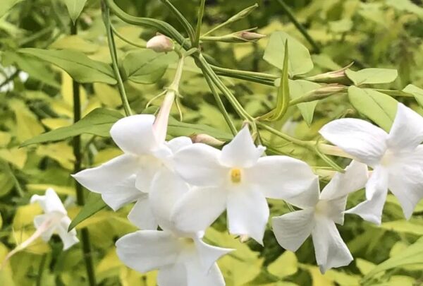 Jasminum Officinale Golden Leaf Jasmine XXL Plug Plants Pack x3