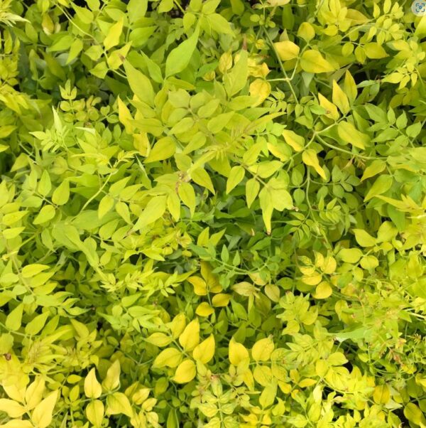 Jasminum Officinale Golden Leaf Jasmine XXL Plug Plants Pack x3
