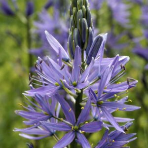 Camassia Leichtlinii Caerulea Pack x2 Bulbs