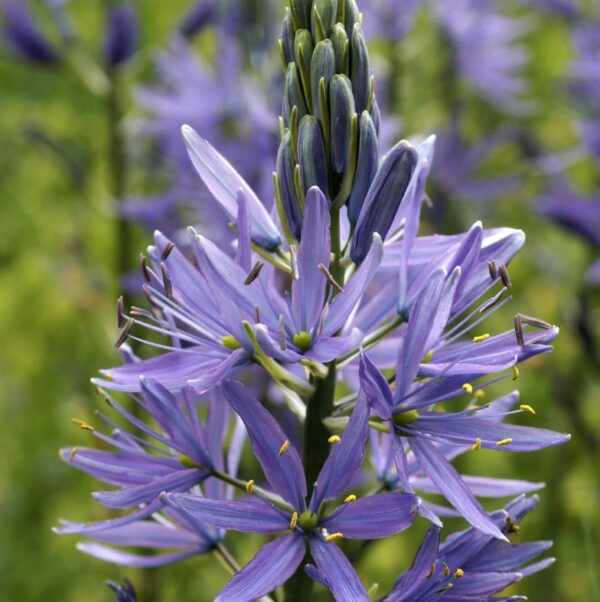 Camassia Leichtlinii Caerulea Pack x2 Bulbs