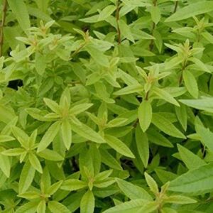 Lemon Verbena Freshman (Lippia Citriodora) Pack x3 XXL Plug Plants