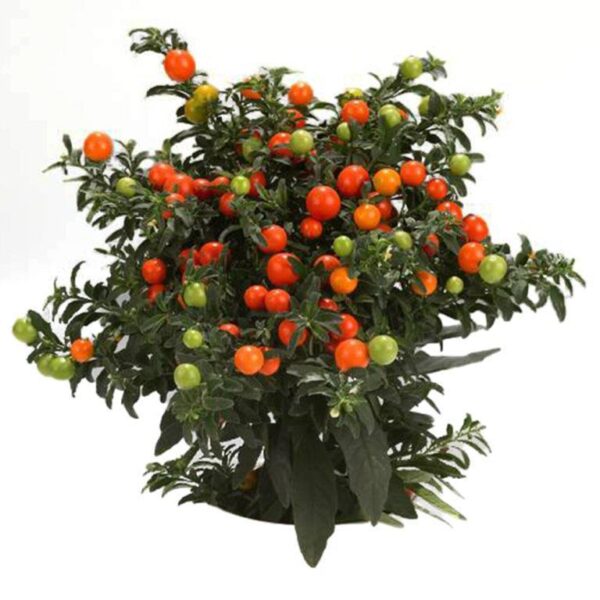 Solanum Thurino ‘Winter Cherry’ Pack x3 XXL Plug Plants