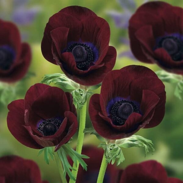 Anemone Coronaria 'Bordeaux' Pack x6 Bulbs