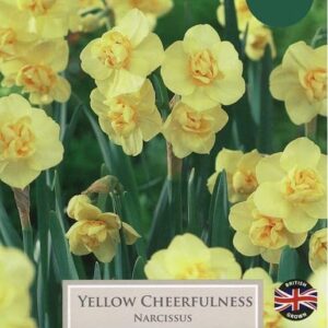 Narcissus 'Yellow Cheerfulness' Pack x6 Spring Bulbs