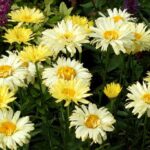 Leucanthemum Shasta Daisy x Goldfinch Perennial XXL Supersize Plug Plants Pack x3
