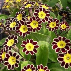 Primula 'Gold Lace' Primrose Perennial Garden Plug Plants Pack x6