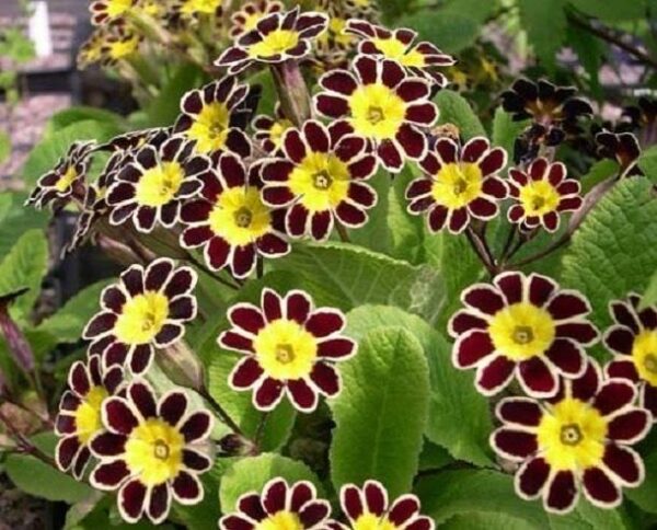 Primula 'Gold Lace' Primrose Perennial Garden Plug Plants Pack x6