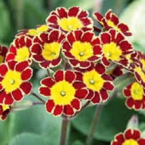 Primula Victoriana 'Red Lace' Primrose Perennial Garden Plug Plants Pack x6