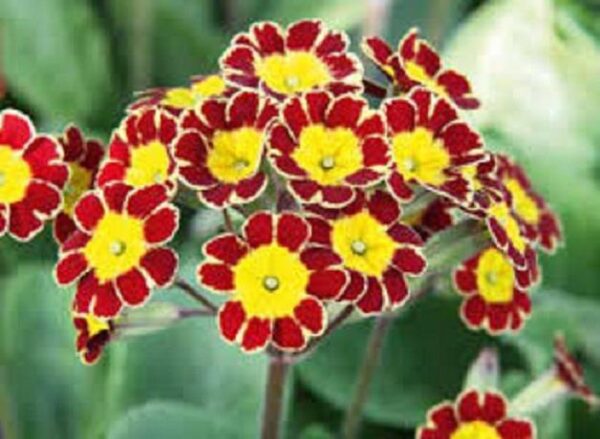 Primula Victoriana 'Red Lace' Primrose Perennial Garden Plug Plants Pack x6