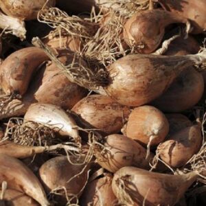 Shallots (Autumn/ Overwinter) 'Griselle' Banana Shallot Bulbs Pack x6