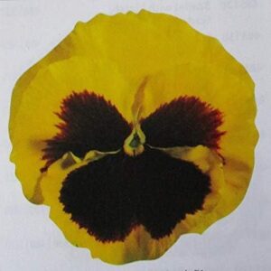 Winter Pansy Carneval® 'Yellow With Blotch' Plug Plants Pack x12