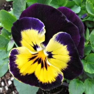 Winter Pansy Carneval® 'Yellow Purple Face' Plug Plants Pack x12
