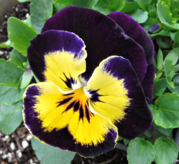 Winter Pansy Carneval® 'Yellow Purple Face' Plug Plants Pack x12