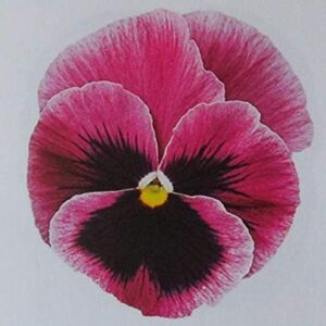 Winter Pansy Carneval® 'Pink With Blotch' Plug Plants Pack x12