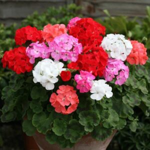 Geranium Cabaret Mixed F2 Quality Flower Seeds