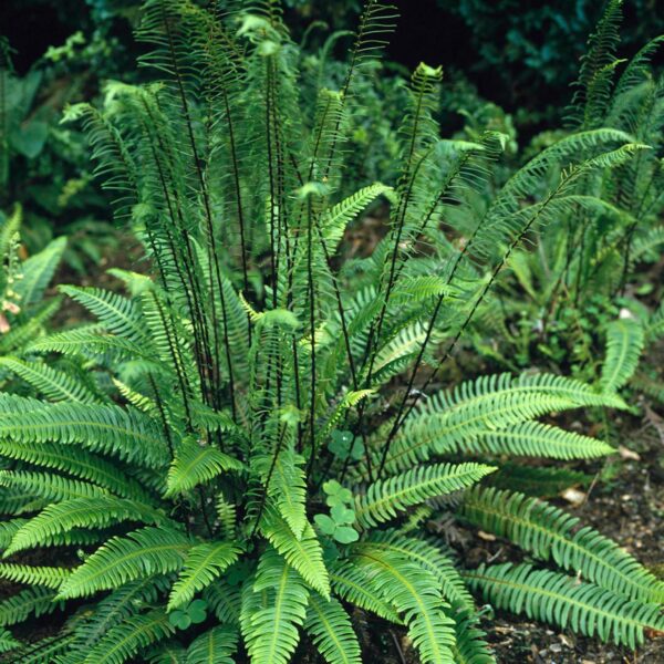 Hardy Fern Blechnum Spicant (Deer Fern) Pack x6 LARGE Plug Plants