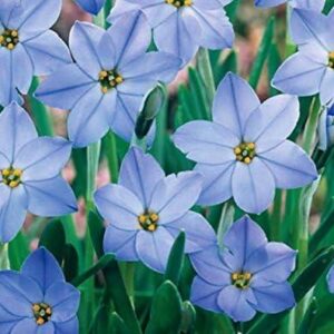 Pack 20 Ipheion Uniflorum 'Wisley Blue' (Spring Star) Garden Bulbs