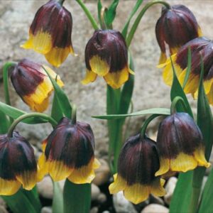 Fritillaria Michailovskyis Spring Garden Bulbs WPC Prins Quality Pack 5