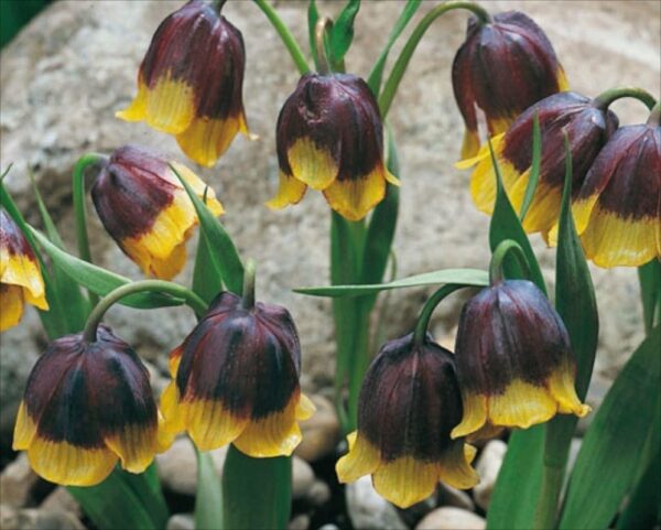Fritillaria Michailovskyis Spring Garden Bulbs WPC Prins Quality Pack 5