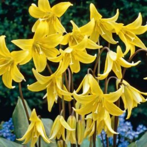 Pack 2 Bulbs Erythronium ‘Pagoda’ Top Quality WPC.Prins Bulbs