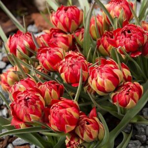Pack x10 Dwarf Tulip Bulbs Humilis 'Samantha' WPC Prins Bulbs