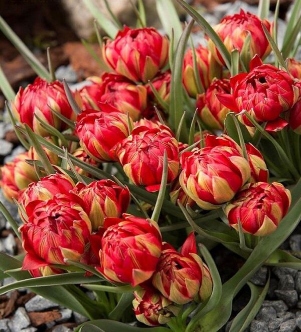 Pack x10 Dwarf Tulip Bulbs Humilis 'Samantha' WPC Prins Bulbs