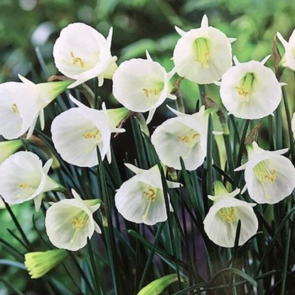 Narcissus Dwarf 'White Petticoat' Daffodil Bulbs WPC Prins Pack x8