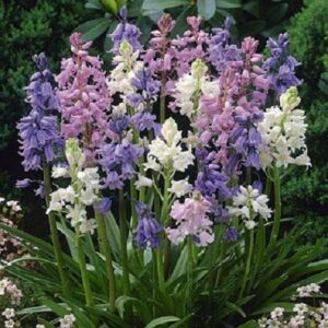Bluebell Hyacinthoides Hispanica Mix Pack x10 Bulbs