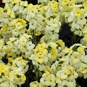 Wallflower F1 'Sugar Rush' Primrose Plug Plants Pack x12 Blooms Twice!