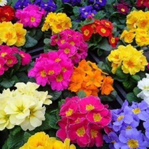 Primrose 'Mixed Colours' Perennial Garden Plug Plants Value Pack x24