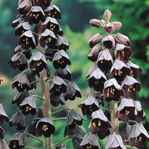 Pack 1 Fritillaria 'Persica' Spring Flowering Bulb WPC Prins