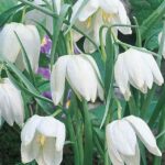 Fritillaria 'Meleagris Alba' Garden Flowering Bulbs WPC Prins Pack 10 Bulbs