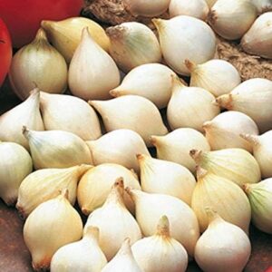 Onion Set/Sets 'White Snowball' Vegetable Bulbs Pack x50