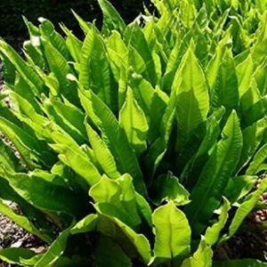 Hardy Fern Asplenium Scolopendrium ( Hart's Tongue ) LARGE Plug Plants Pack x6