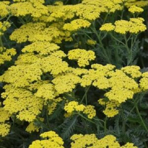 Achillea Millefolium 'Sassy Summer Lemon' Perennial LARGE Size Plug Plants Pack x6
