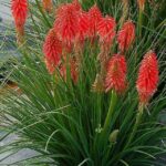 Kniphofia Dwarf POCO™ Mixed Perennial XXL Supersize Plug Plants Pack x3