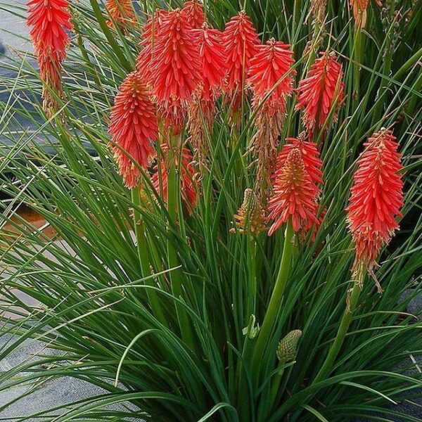 Kniphofia Dwarf POCO™ Mixed Perennial XXL Supersize Plug Plants Pack x3