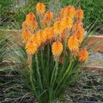 Kniphofia Dwarf POCO™ Mixed Perennial XXL Supersize Plug Plants Pack x3