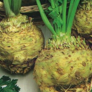 Pack Kings Vegetable Seeds Celeriac 'Giant Prague' Garden Seeds